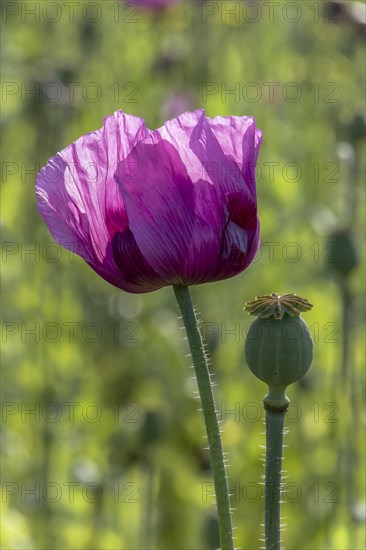 A dark purple opium poppy (Papaver somniferum) and next to it a small green seed head, with green blurred background, Untersulmetingen, Laupheim, Upper Swabia, Baden-Württemberg, Germany, Europe