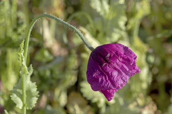 Slightly drooping purple-coloured opium poppy (Papaver somniferum) on a blurred green background, Untersulmetingen, Laupheim, Upper Swabia, Baden-Württemberg, Germany, Europe