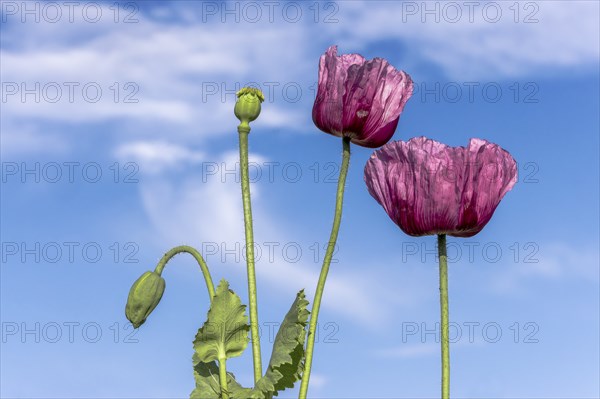 Two dark purple opium poppy (Papaver somniferum) and next to them two small green seed heads, with blue sky and clouds in the background, Untersulmetingen, Laupheim, Upper Swabia, Baden-Württemberg, Germany, Europe