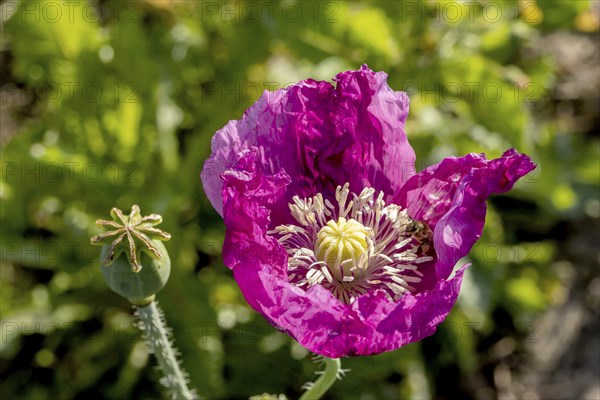 A dark purple opium poppy (Papaver somniferum) and next to it a small green seed capsule, with dark green background, Untersulmetingen, Laupheim, Upper Swabia, Baden-Württemberg, Germany, Europe