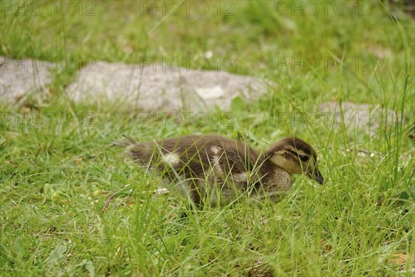 Young mandarin duck, May, Saxony, Germany, Europe