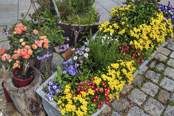 Flowers in troughs on stone paving in Betzigau near Kempten, Allgäu, Swabia, Bavaria, Germany, Europe