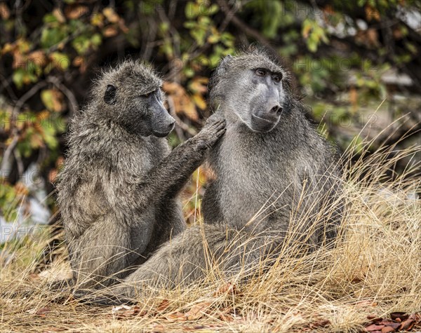 Chacma Baboon, Papio Ursinus, in the Kruger National Park, South Africa, Africa