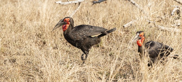 Southern Ground Hornbill (Bucorvus Leadbeateri) in dry grass at Kruger National Park, South Africa, Africa