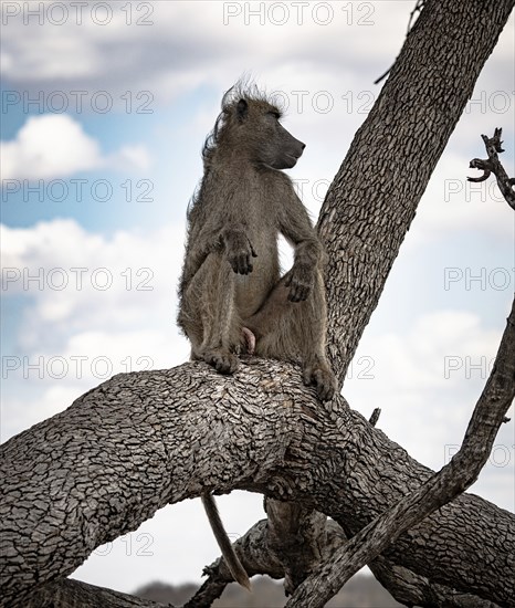 Male Chacma Baboon (Papio Ursinus) sitting on a branch at Kruger National Park, South Africa, Africa