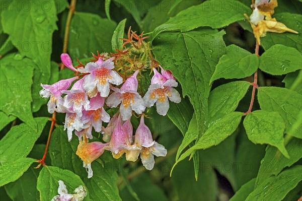 Weigelia (Weigela, syn.: Weigelia), in spring, Kempten, Allgäu, Swabia, Bavaria, Germany, Europe