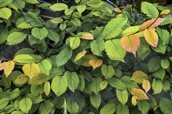 Hornbeam hedge in spring, hornbeam (Carpinus betulus), Kempten, Allgäu, Swabia, Bavaria, Germany, Europe