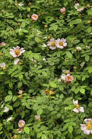 Dog roses (Rosa canina), Kempten, Allgäu, Swabia, Bavaria, Germany, Europe