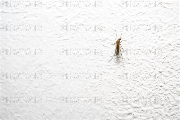 Close-up of an annoying mosquito, Culex pipiens, resting on a white wall