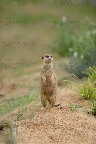 Close-up of a Yellow Mongoose or red meerkat (Cynictis penicillata) in summer, Germany, Europe