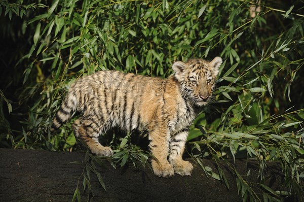 Siberian tiger (Panthera tigris altaica) young climbing on a log in a forest, captive, occurrence Russia