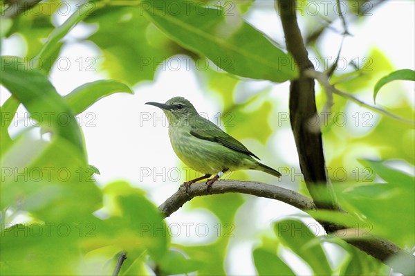 Red-legged honeycreeper (Cyanerpes cyaneus) female on a tree branch, captive