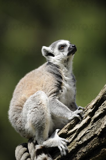 Ring-tailed lemur (Lemur catta) sitting on a tree trunk, captive, Zoo Augsburg