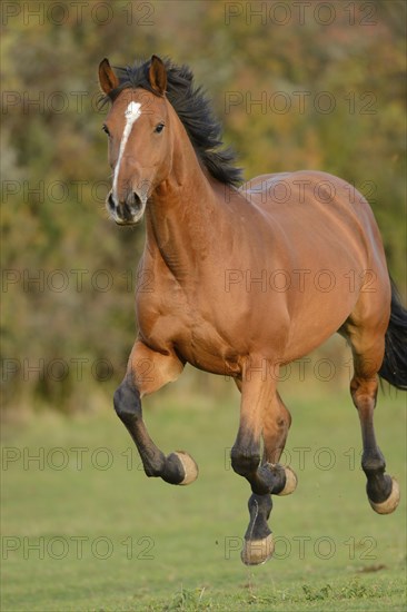 Horse Bavarian Warmblood galloping on a green meadow looking into the camera, Bavaria