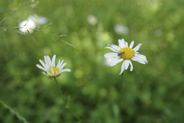 Lovely ox-eye daisies (Chrysanthemum leucanthemum) in a garden in Franconia. Coburg, Germany, Europe