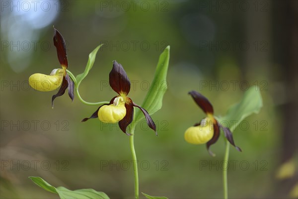 Close-up of lady's-slipper orchid (Cypripedium calceolus) in a forest in spring, Bavaria, Germany, Europe