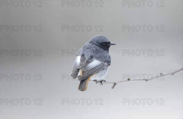 Black Redstart (Phoenicurus ochruros) sitting on a branch in winter, Bavaria, Germany, Europe