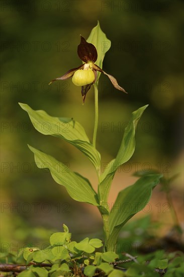 Close-up of lady's-slipper orchid (Cypripedium calceolus) in a forest in spring, Bavaria, Germany, Europe