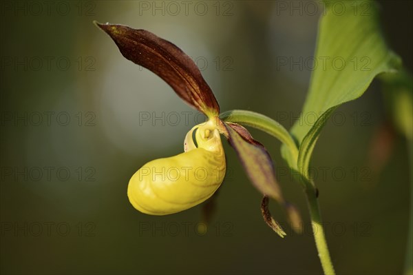 Close-up of lady's-slipper orchid (Cypripedium calceolus) in a forest in spring, Bavaria, Germany, Europe