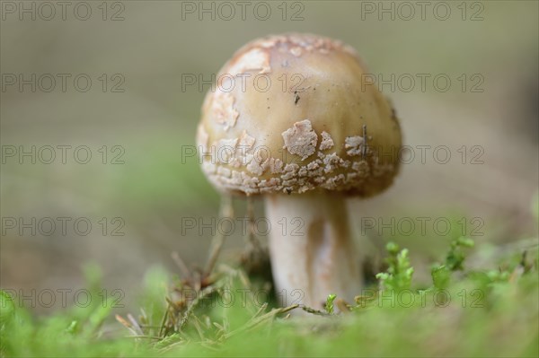 Close-up of a Blusher (Amanita rubescens) in a forest