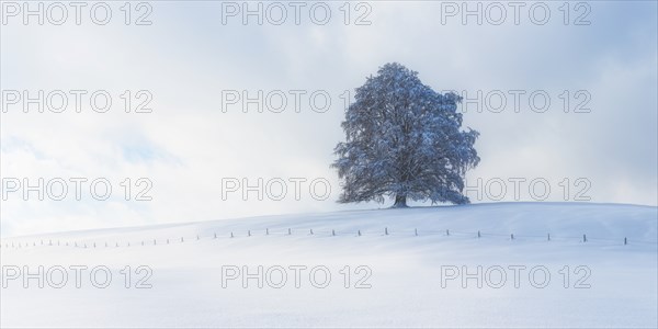 European beech, Fagus sylvatica, in winter, solitary tree near Rieden am Forggensee, Ostallgäu, Allgäu, Bavaria, Germany, Europe