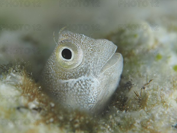 A small fish, blue-bellied combtooth (Alloblennius pictus), looks curiously out of its hiding place on the seabed. Dive site House Reef, Mangrove Bay, El Quesir, Red Sea, Egypt, Africa