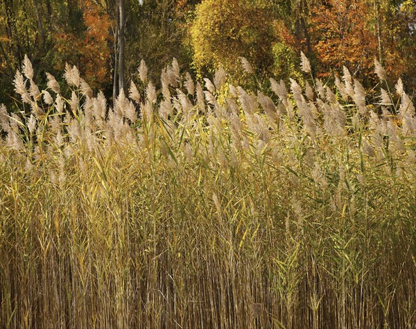 Autumn sunlight on common reeds (Phragmites australis) in a wetland marsh in Westchester County, Tarrytown, New York USA