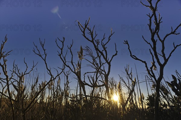 Bass Hole, Yarmouthport, Cape Cod, Massachusetts, USA, Sunset and deep blue sky seen through branches and common reeds (Phragmites) of the marsh at Gray's Beach, North America