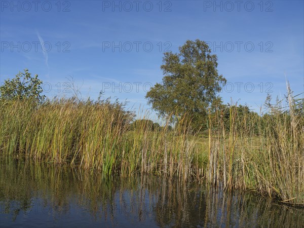 Tall reeds at the edge of a calm body of water under a blue sky with green vegetation, giethoorn, Netherlands