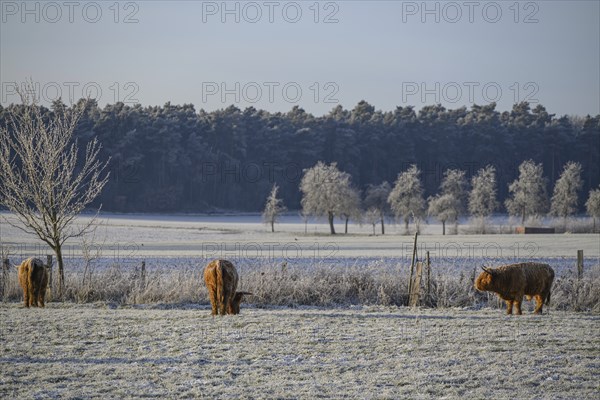 Several cows grazing on a frost-covered pasture, behind them a forest and trees, Velen, North Rhine-Westphalia, GERMANY