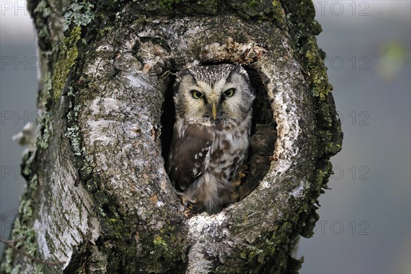 Tengmalm's owl (Aegolius funereus), Great Horned Owl, adult, on tree, alert, in autumn, looking out of tree hollow, Bohemian Forest, Czech Republic, Europe