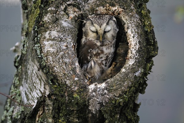 Tengmalm's owl (Aegolius funereus), adult, sleeping in a tree in autumn, looking out of a tree hollow, Sumava, Czech Republic, Europe