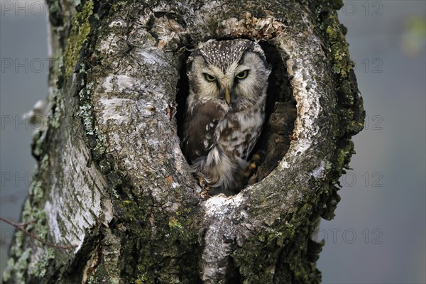 Tengmalm's owl (Aegolius funereus), Great Horned Owl, adult, on tree, alert, in autumn, looking out of tree hollow, Bohemian Forest, Czech Republic, Europe