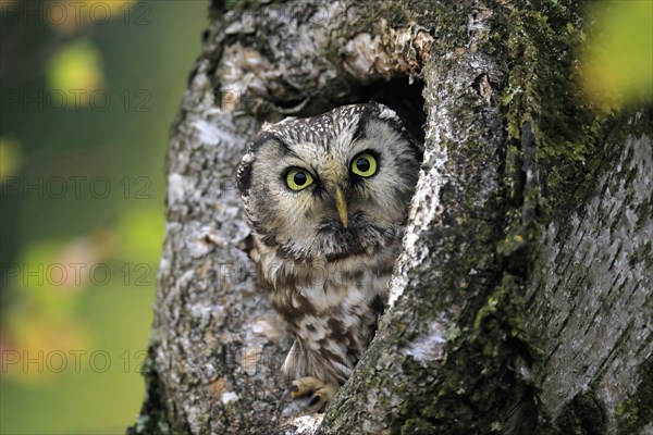 Tengmalm's owl (Aegolius funereus), Great Horned Owl, adult, on tree, alert, in autumn, looking out of tree hollow, portrait, Bohemian Forest, Czech Republic, Europe