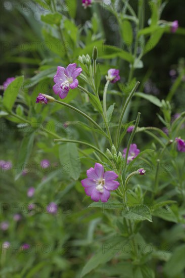 Great willowherb (Epilobium hirsutum), summer, August, Swabian-Franconian Forest nature park Park, Schwäbisch Hall, Hohenlohe, Heilbronn-Franconia, Baden-Württemberg, Germany, Europe