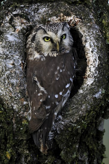 Tengmalm's owl (Aegolius funereus), Great Horned Owl, adult, on tree, alert, in autumn, at tree hollow, Sumava, Czech Republic, Europe