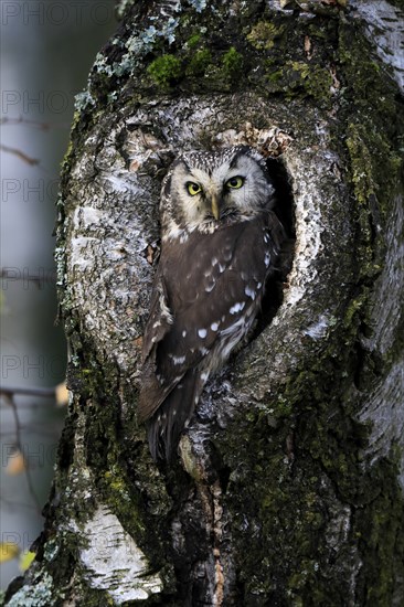 Tengmalm's owl (Aegolius funereus), Great Horned Owl, adult, on tree, alert, in autumn, at tree hollow, Sumava, Czech Republic, Europe