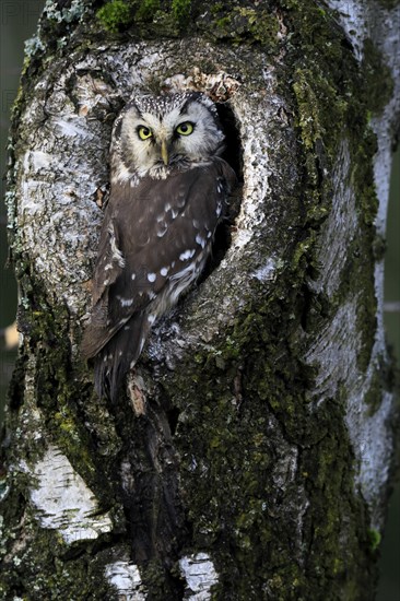 Tengmalm's owl (Aegolius funereus), Great Horned Owl, adult, on tree, alert, in autumn, at tree hollow, Sumava, Czech Republic, Europe