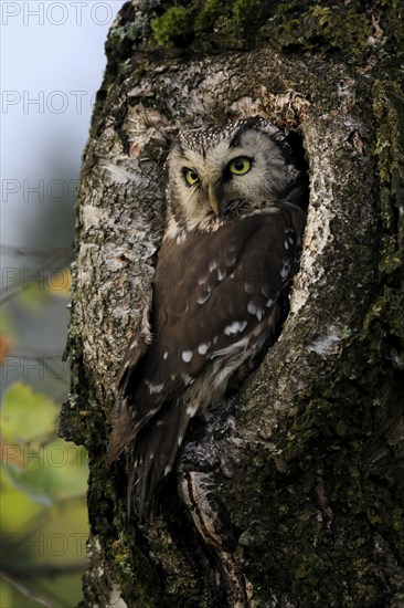 Tengmalm's owl (Aegolius funereus), Great Horned Owl, adult, on tree, alert, in autumn, at tree hollow, Sumava, Czech Republic, Europe