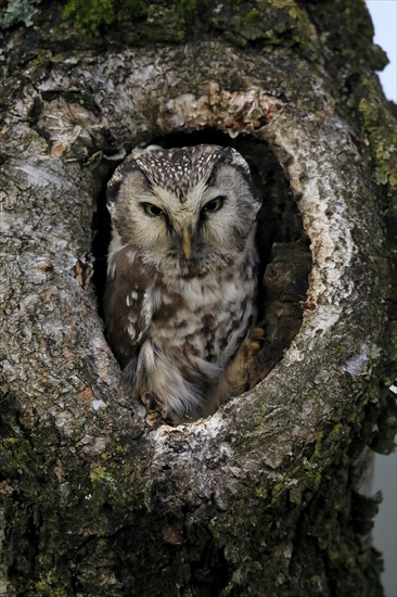 Tengmalm's owl (Aegolius funereus), Great Horned Owl, adult, on tree, alert, in autumn, looking out of tree hollow, Bohemian Forest, Czech Republic, Europe