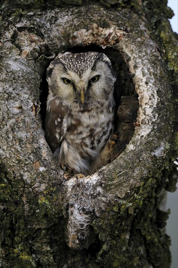 Tengmalm's owl (Aegolius funereus), Great Horned Owl, adult, on tree, alert, in autumn, looking out of tree hollow, Bohemian Forest, Czech Republic, Europe