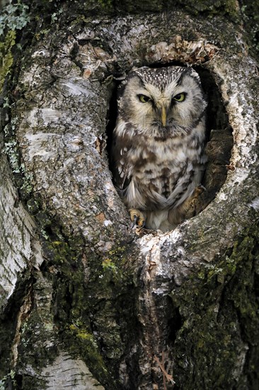 Tengmalm's owl (Aegolius funereus), Great Horned Owl, adult, on tree, alert, in autumn, looking out of tree hollow, Bohemian Forest, Czech Republic, Europe