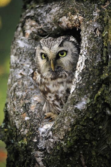 Tengmalm's owl (Aegolius funereus), Great Horned Owl, adult, on tree, alert, in autumn, looking out of tree hollow, portrait, Bohemian Forest, Czech Republic, Europe