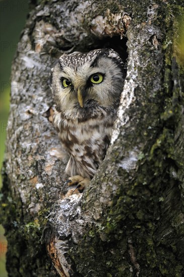 Tengmalm's owl (Aegolius funereus), Great Horned Owl, adult, on tree, alert, in autumn, looking out of tree hollow, portrait, Bohemian Forest, Czech Republic, Europe