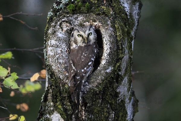 Tengmalm's owl (Aegolius funereus), Great Horned Owl, adult, on tree, alert, in autumn, at tree hollow, Sumava, Czech Republic, Europe