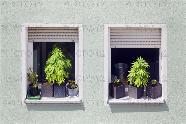 Illegal, illegal, private, private cultivation of hemp, hemp cultivation, hemp plant, hemp plants (cannabis), drug, drugs, plant, plants in flower pot on windowsill, residential house, Nuremberg, Middle Franconia, Franconia, Bavaria, Germany, Europe