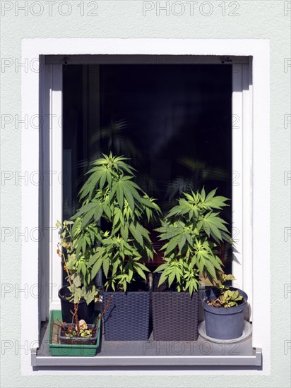 Legal, legal, private, private cultivation of hemp, hemp cultivation, hemp plant, hemp plants (cannabis), drug, drugs, plant, plants in flower pot on windowsill, residential house, Nuremberg, Middle Franconia, Franconia, Bavaria, Germany, Europe