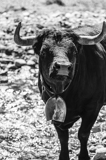 Young bull with cowbell, alpine meadow near Grimentz, black and white photograph, Val d'Anniviers, Valais Alps, Canton Valais, Switzerland, Europe