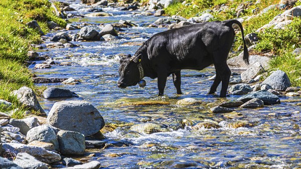 Young bull standing in a small stream, alpine meadow near Grimentz, Val d'Anniviers, Valais Alps, Canton Valais, Switzerland, Europe