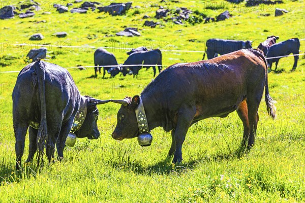 Young bulls stand ready to fight, Alpine meadow near Grimentz, Val d'Anniviers, Valais Alps, Canton Valais, Switzerland, Europe